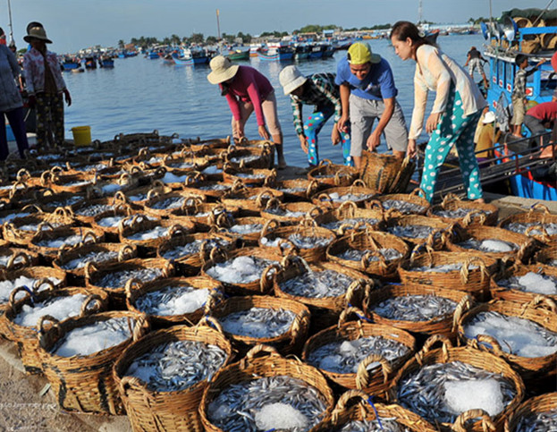Hình ảnh ngư dân chuyển cá cơm vào cảng